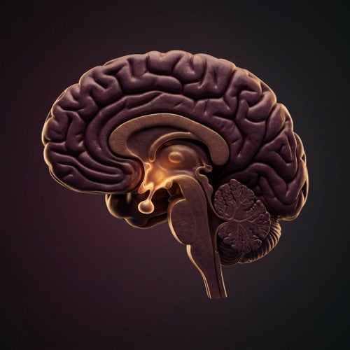 Hypothalamus and pituitary anatomy